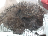 igel